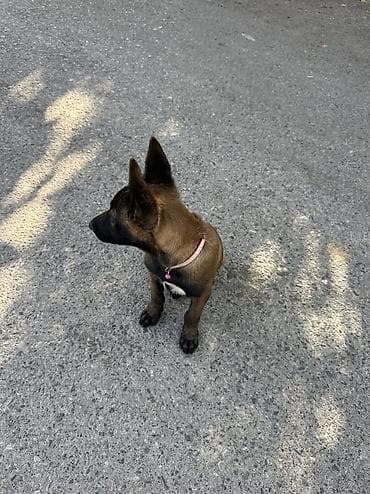 toy pudel satisi: Belçika çoban iti — 3
