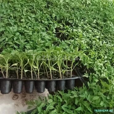 yonca toxumu qiymeti 2023: Pomidor badimcan biber kelem Xiyar sitil satisda ve istediyiniz Aya — 2