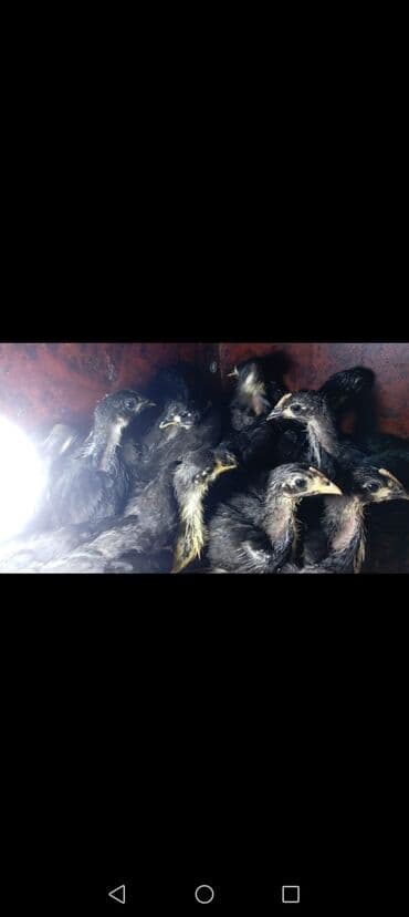 toyuga verilen adlar: Toyuq cücələri, Ətlik — 1