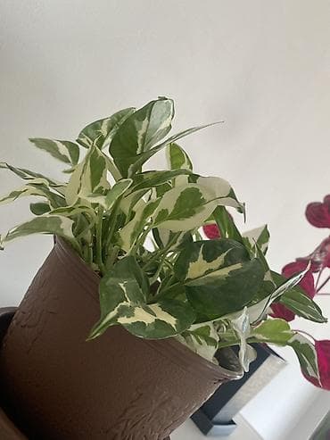 kalina bitkisi: Skandens Potos (Epipremnum aureum ‘N’Joy’) – bəzəkli otaq bitkisi - — 1