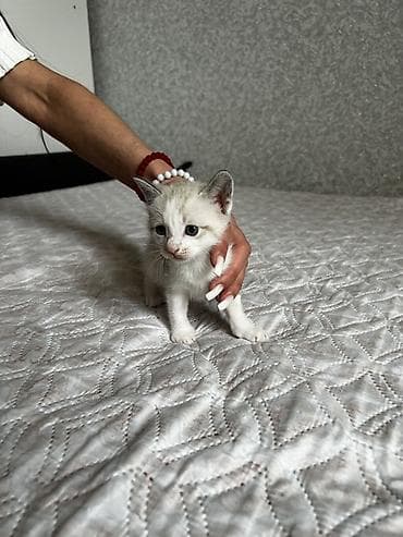 siam pisiyi haqqinda: Siam, Erkək — 3