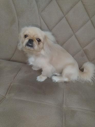 Pekines