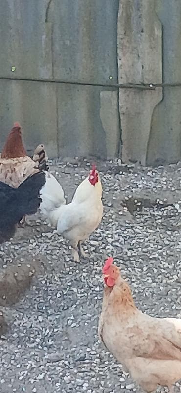 ağ kəklik: Toyuq, Damazlıq — 2