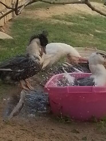 ördək balası və cücə: Ev şəraitində bəslənən ördəklər - Növ: məişət üçün saxlanılan — 14