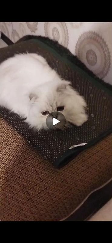 1+2 aylig tüklü üç pişiyə sahiblənmək istyrem kimde varsa bir lalafo.az -da 1+2 aylig tüklü üç pişiyə sahiblənmək istyrem kimde varsa bir