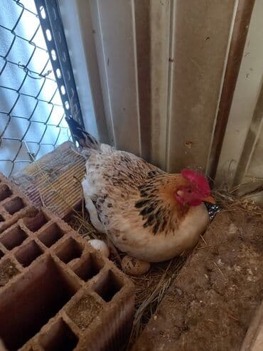 toyuq korlugu nedir: Toyuq, Damazlıq, Ödənişli çatdırılma — 5