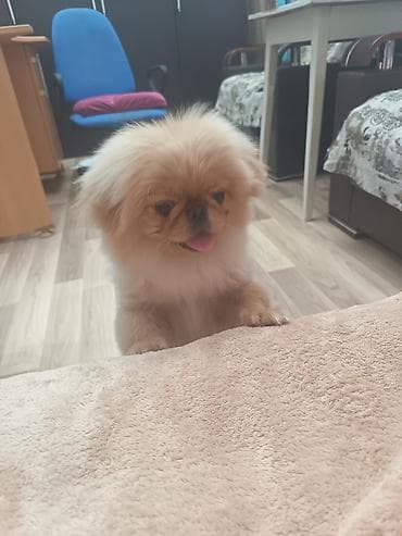 pekinis it: Pekines, 5 ay, Erkek, Peyvəndli, Ünvandan götürmə — 4