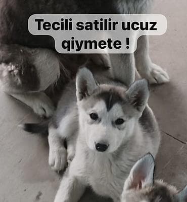 it cinsleri ve qiymetleri: Xaski — 1