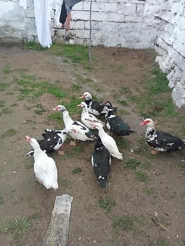 Зоотовары: 4 dene dışı 5erekey satlir erkey 20 manat dişler 15 Real alcilar — 1