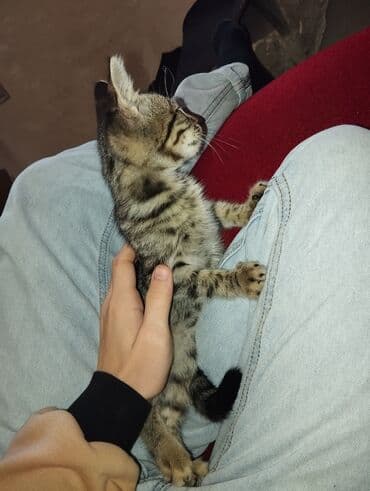 heyvanlara verilen xususi adlar: Erkək, Yaxşı əllərə, Ünvandan götürmə — 2