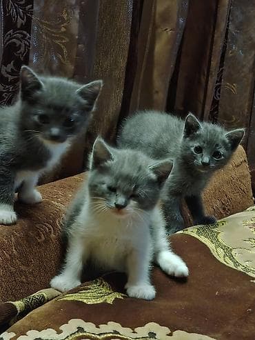 Britan, Erkək, Dişi