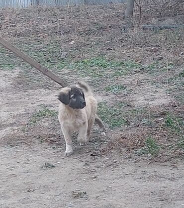 Akvariumlar: Peyvəndli — 1