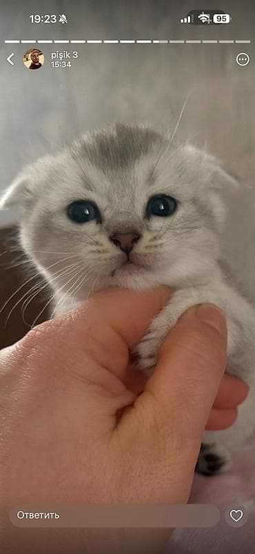 heyvan adlari: Britan — 2