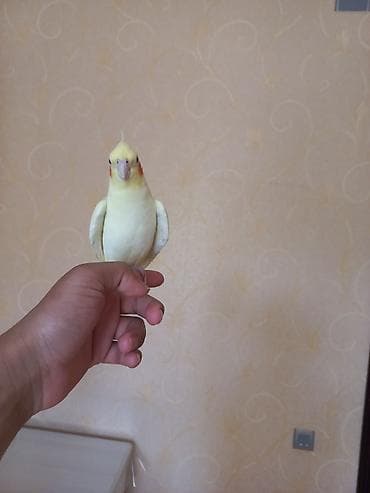 korella quş: Növ: Nimfa (Cockatiel), sarı/albino rəng çaları Xüsusiyyətlər: - Başda — 4
