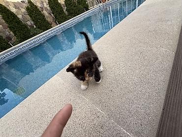 pisik sekilleri: Britan, Dişi — 4