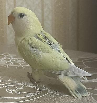 Salam 40-45 günlük yeni yemə düşmüş baladı.Tam sağlamdır . Ələ