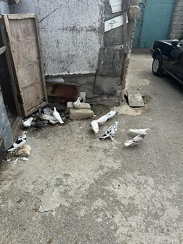 şpits itleri qiymeti: Kom 5 manatdan — 7