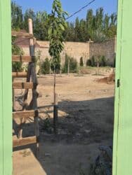 Mənzillər: 8 sot, Mülkiyyətçi, Kupça (Çıxarış) — 17