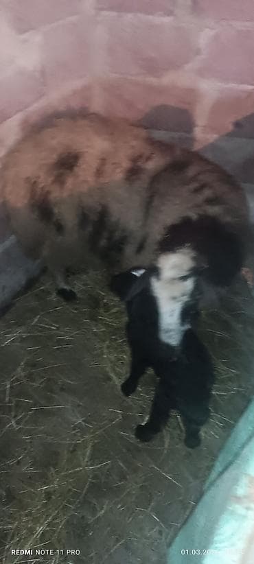 mal heyvan satisi: Erkəy quzulu Qoçlu qoyun – ana ilə quzu birlikdə - Növ: Yerli — 4