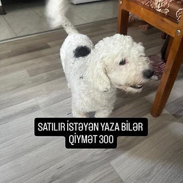 Ağ, qıvırcıq tüklü kiçik ölçülü it. Bədənində qara ləkəsi var, asılan