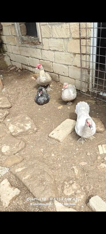 cins ineklerin satisi: Dişi, | Lal ördək, Ətlik — 4