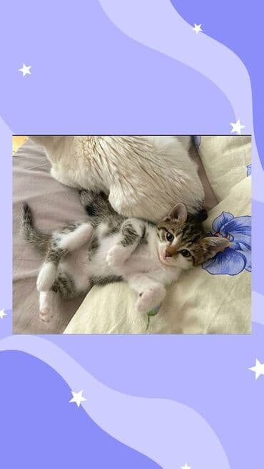 взять котёнка бесплатно: Самец, Самка, В добрые руки — 1