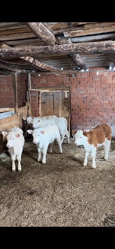 smental dana: Satış üçün dana qrupu - Növ: ətlik-besilik danalar - Say: 4 baş - — 1
