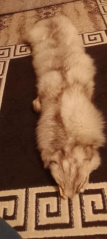 Məhsul: Təbii xəz dərisi (tam ölçülü, baş və pəncələr saxlanılıb)