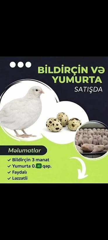 qasqaldaq eti: Bildirçin və bildirçin yumurtası satılır. Məhsul təsviri: - Ağ — 1