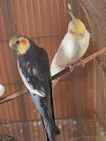 papuqay type 0: Bir dişi bir erkeydi cütduler ağ albinos retqi tapılan quşdu aktivdir — 1