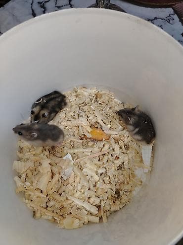 ev goyercinleri: 1 ayliqdilar❗❗ 🐁🐀 1 ededin qiymeti 3 azn dir❗〰️❗ 🐀🐀🐀🐁 Qara və boz — 9