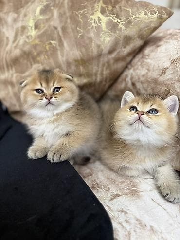 angora pişik: Britan, Erkək, Dişi, Ünvandan götürmə — 1