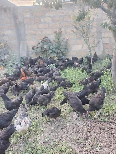 cuca: 🐔 Australorp Toyuqun cücələri satışda! Şəkildə qeyd olunmuş — 5