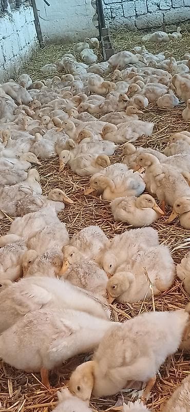 qaz ordek: Salam tam arginal pekin ördeyleri 1 ay 5 günlük butun vitaminleri — 3