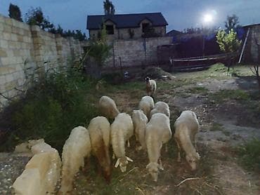 Qoyunlar, qoçlar: 10 baş orta yaş qoyunlar satılır — 1