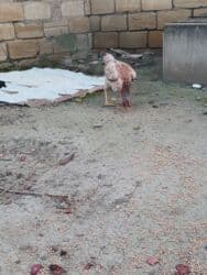 quş qefesleri: Cins: Uzunboyun yerli döyüş tipli toyuq-quş (xanxır/mix) Təsvir: - — 14