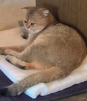 saman baki: Qızıl şinşilla — 1