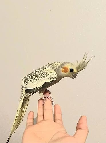 korella satışı: Korella quslari satlir erkek korela balsi ele orgenib dislemir — 3