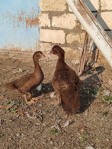 cuce ve xoruz temsil: Muscovy ördəkləri (barbariska) – 2 ədəd, tünd qəhvəyi rəngdə — 1