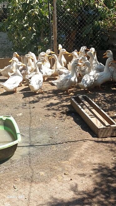 ordek balasi nece gune cixir: Ag ordeklerdi 5ayliqdirlar bir iki aya yumurta da verecekler biri 13 — 1