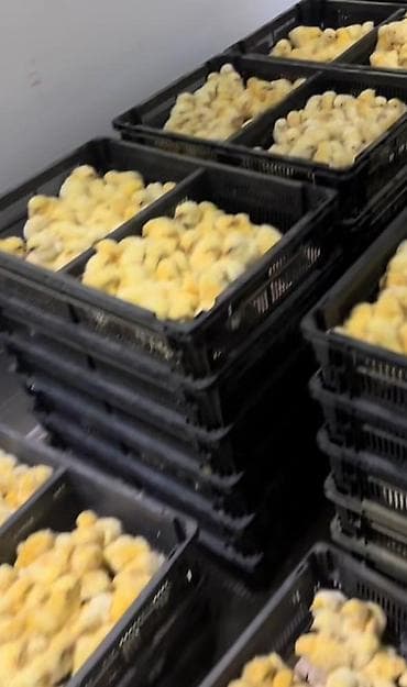 qus adlari azeri: Toyuq cücələri, Ətlik, Pulsuz çatdırılma — 1