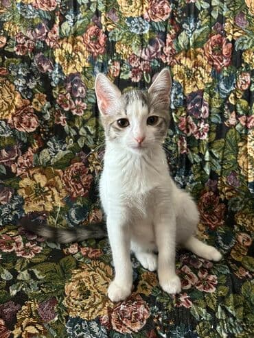 Dişi, Yaxşı əllərə lalafo.az -da Dişi, Yaxşı əllərə