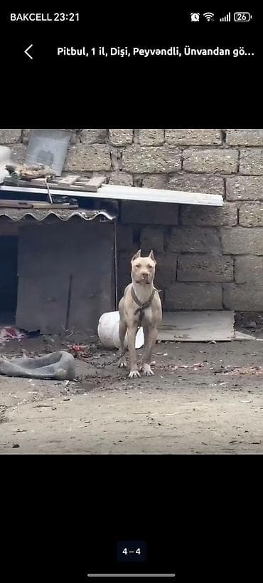 heyvan: Pitbul, 1 il, Dişi, Peyvəndli — 1