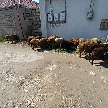 zaqatala heyvan satisi: Salam aleyküm ünvan binə atclk qiymet 215 manatdan 260 manata kimi — 4