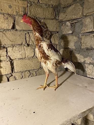 heyrati beceler: May beçesi 3 kq çekisi — 2