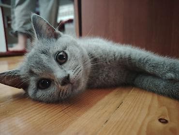 heyvanlar quşlar: Şotland, Erkək, Yaxşı əllərə, Ünvandan götürmə — 10