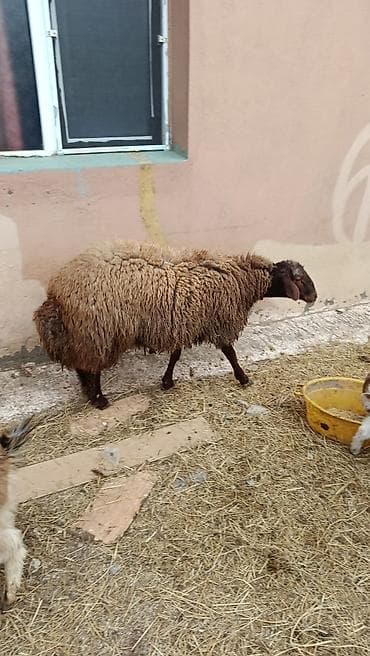 lider 55 cuce: Qoc qala sortu. 11 aylıq saqlam erker. 77 kilo diri cəkisi var — 4