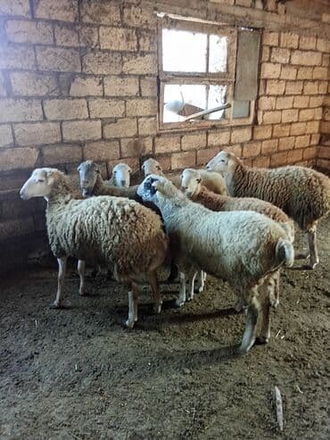 Qoyun sürüsü – qarışıq rənglər və yaşlar - Təsərrüfat şəraitində