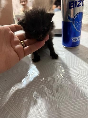 pişik ucun sumka: Şotland yastı qulaq, Pulsuz çatdırılma — 6