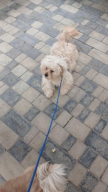 koker spaniel satilir: Dişi — 4